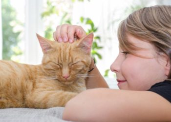 Quand donner la pilule à un chat ?