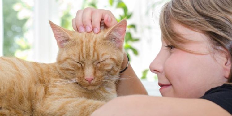 Quand donner la pilule à un chat ?