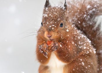 Comment les animaux survivent ?