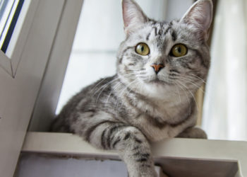 Comment faire revenir un chat à la maison ?