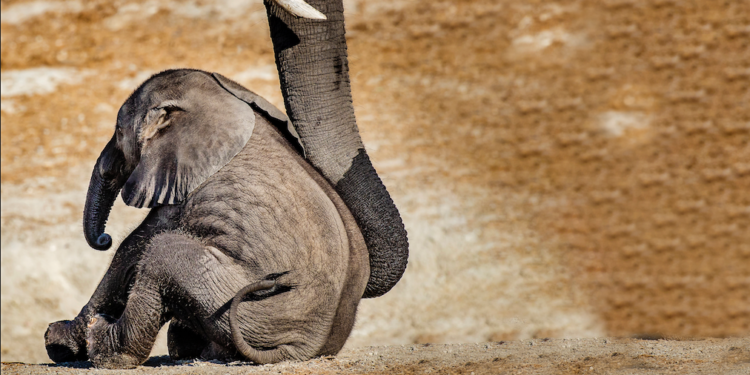 Quel est le prédateur de l'éléphant ?