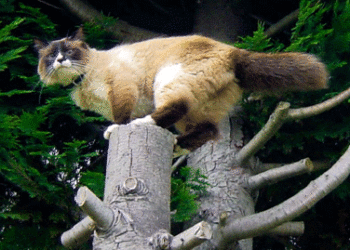 Comment attraper un chat qui ne se laisse pas approcher ?