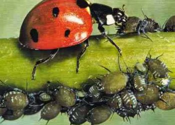 Est-ce que les coccinelles mangent du sucre ?