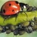 Est-ce que les coccinelles mangent du sucre ?