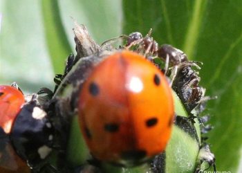 Est-ce que les araignées mangent les coccinelles ?