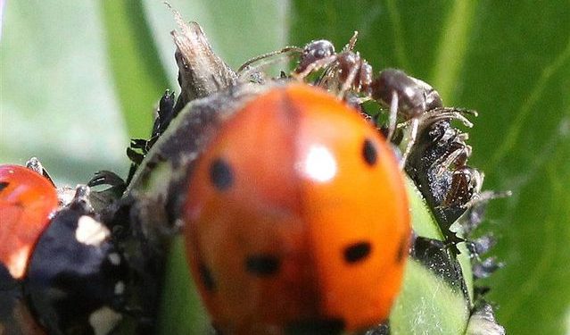 Est-ce que les araignées mangent les coccinelles ?