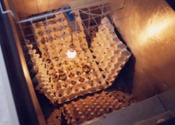 Comment faire un élevage de grillons sauvage ?