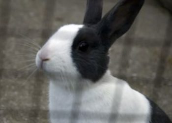 Comment habituer son lapin à vivre dehors ?