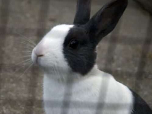 Comment habituer son lapin à vivre dehors ?