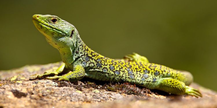 Comment endormir un lézard ?