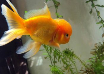 Est-ce que un poisson rouge peut vivre seul ?