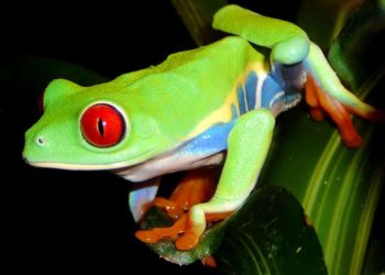 Comment sont les yeux d'une grenouille ?