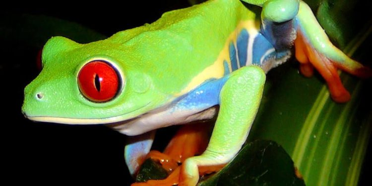 Comment sont les yeux d'une grenouille ?