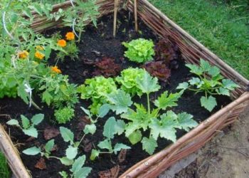 Pourquoi j'ai des grenouilles dans mon jardin ?