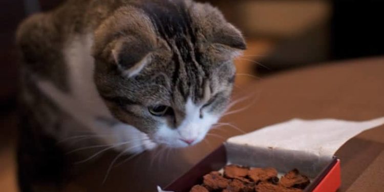 Est-ce que le piment est dangereux pour les chats ?