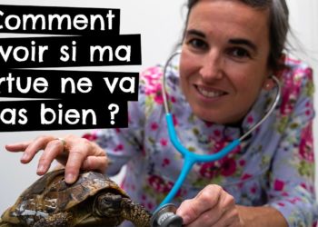Comment savoir si une tortue va bien ?