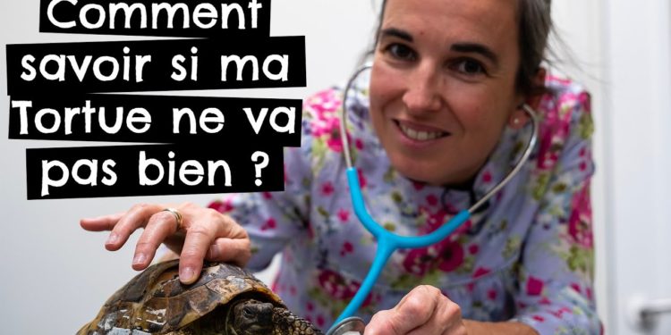 Comment savoir si une tortue va bien ?