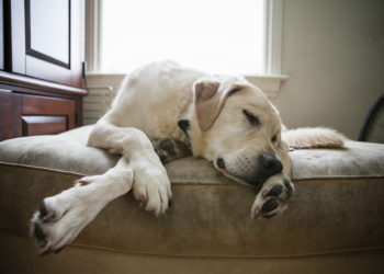 Où doit dormir un chien la nuit ?