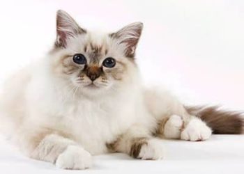 Comment savoir si un chat a fini sa croissance ?