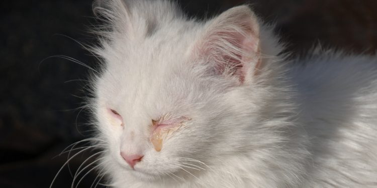 Pourquoi mon chat a mal aux yeux ?