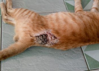 Comment soigner la peau de mon chat ?