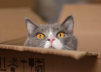 Comment rassurer un chat après un déménagement ?