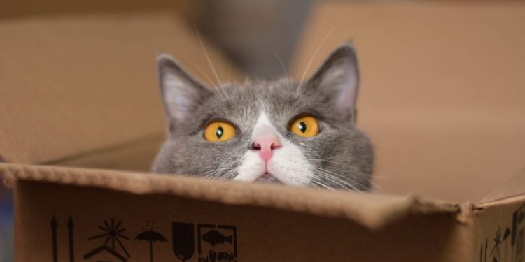 Comment rassurer un chat après un déménagement ?