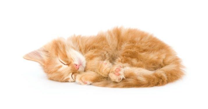 Où faire dormir un chaton la première nuit ?