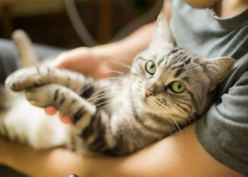 Est-ce que les chats ont des pellicules ?