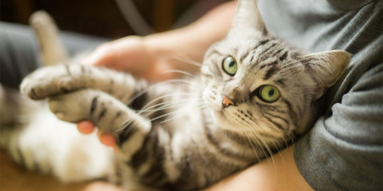 Est-ce que les chats ont des pellicules ?