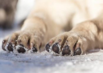 Quelle pommade pour les coussinets des chiens ?