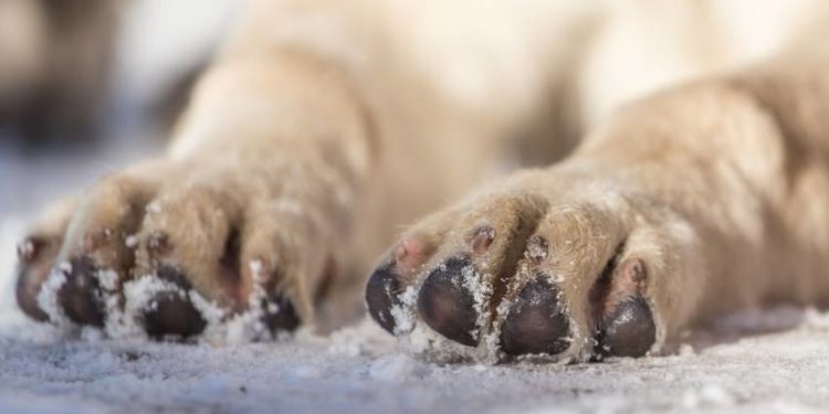 Quelle pommade pour les coussinets des chiens ?