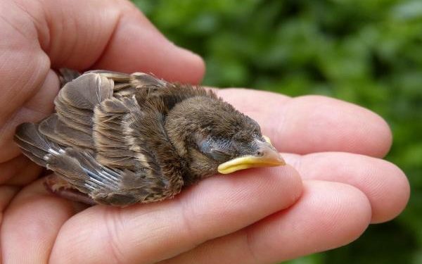 Comment s'occuper d'un bébé moineau tombé du nid ?