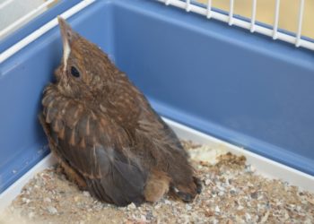 Quelle nourriture pour un merle ?