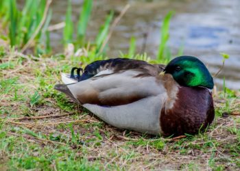 Pourquoi un D a canard ?