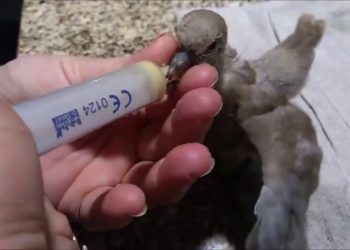 Comment rassurer un pigeon ?