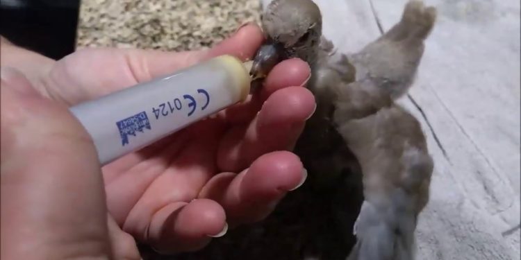 Comment rassurer un pigeon ?