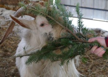 Comment déclarer des chèvres ?