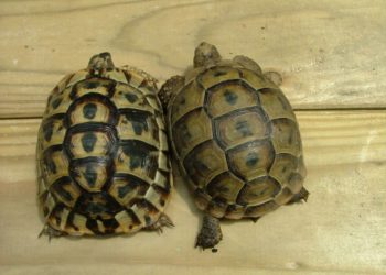 Comment reconnaître une tortue Hermann Boettgeri ?