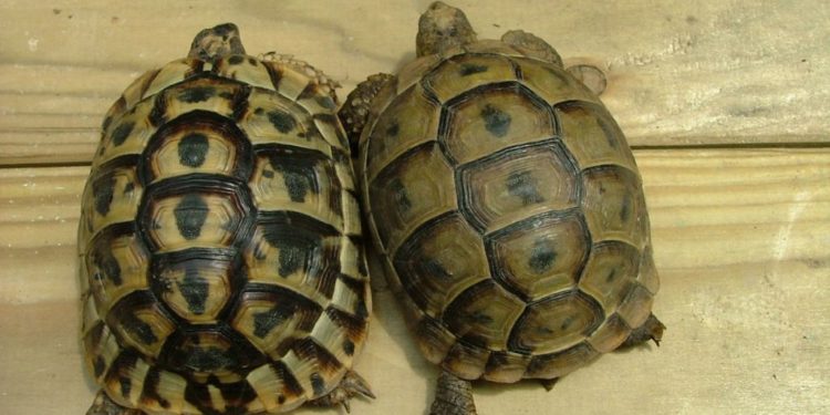 Comment reconnaître une tortue Hermann Boettgeri ?