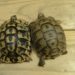 Comment reconnaître une tortue Hermann Boettgeri ?