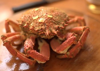 Est-ce que les crabes pincent ?