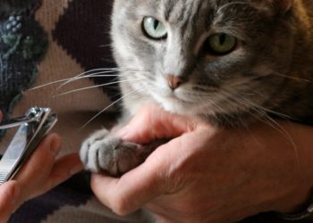 Comment immobiliser un chat pour lui couper les griffes ?