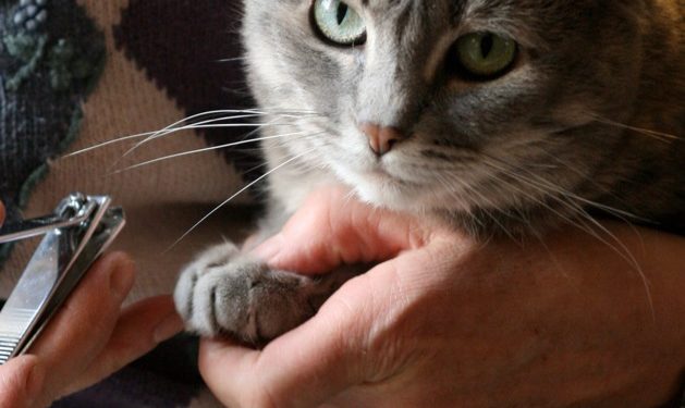 Comment immobiliser un chat pour lui couper les griffes ?