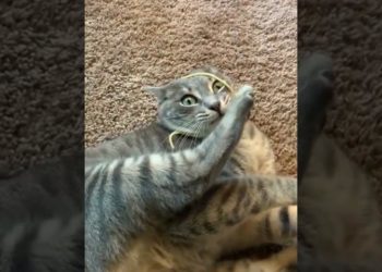 Comment immobiliser un chat agressif ?