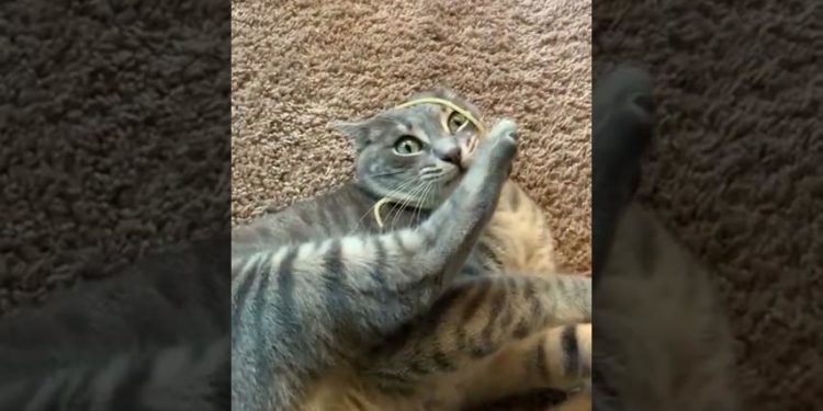 Comment immobiliser un chat agressif ?