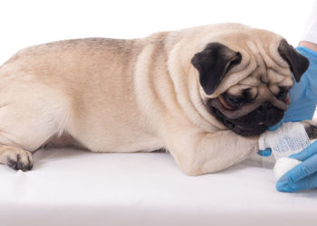 Comment immobiliser un chien pour le soigner ?