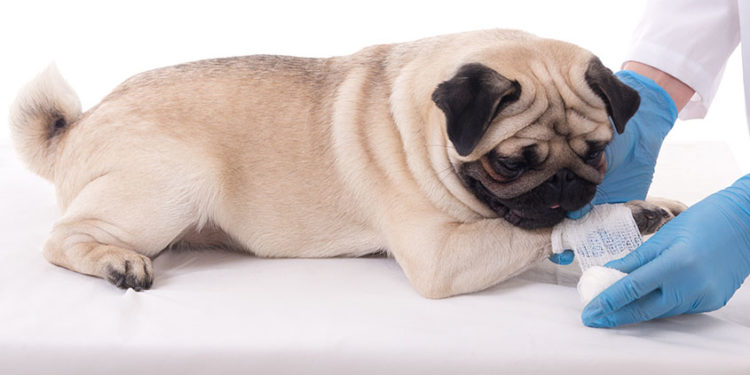 Comment immobiliser un chien pour le soigner ?