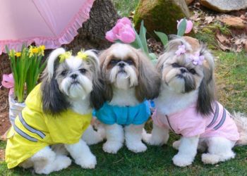 Comment couper les poils d'un chien Shih Tzu ?