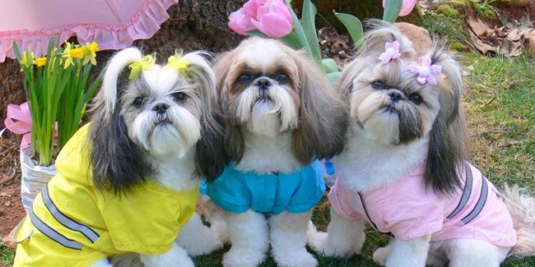 Comment couper les poils d'un chien Shih Tzu ?